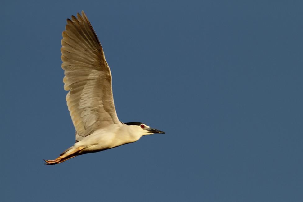 Martinete adulto en vuelo II